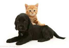 Why do the dogs shed hairs? Pets Black Cocker Spaniel Puppy And Ginger Kitten Photo Wp22551