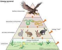 Trophic Pyramid Definition Examples Britannica