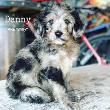 At signature doodles in central illinois, we raise every aussiedoodle puppy in our home, right under our feet. Lavender Bnb Farm Doodle Puppies For Sale Goldendoodle Aussiedoodle Mini Doodles In Northern California Best Of W I N E C O U N T R Y