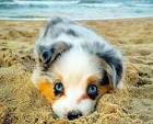 Buy Puppies & Pet Supplies - My Next Puppy Chantilly, Virginia
