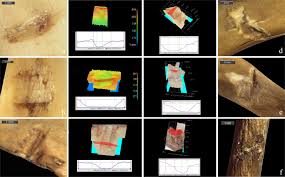 Les journées du patrimoine reviennent les 19 et 20 septembre 2020. Experimental And Archaeological Data For The Identification Of Projectile Impact Marks On Small Sized Mammals Scientific Reports