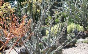 Image result for Sesamothamnus lugardii