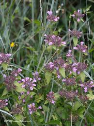 Image result for Clinopodium uhligii
