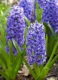 Maybe you would like to learn more about one of these? Spring Flowering Bulbs Garden Gate
