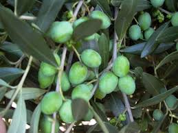Check spelling or type a new query. Arecuzzo Olive Trees 50mm Pots