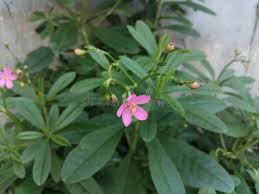 Image result for Talinum tenuissimum