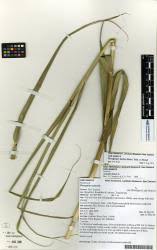 Image result for Phragmites karka