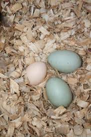 The Migratory Ornamental Waterfowl Info Thread Duck Eggs Wood Ducks Mallard Duck