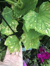 The cucumber beetle is a small insect—yellow in color with either black stripes or spots on its back. Cucumber Plant Leaves Turning Yellow With Spots Help Bbc Gardeners World Magazine