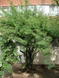 Image result for Xyris natalensis