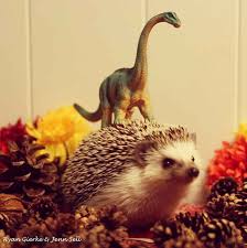 20 Enchanting Facts About Hedgehogs Hedgehog Facts Hedgehog Pet Cute Hedgehog
