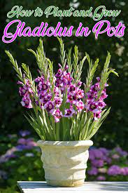 Growing of gladioli, cleaning and storing of gladioli in winter. How To Plant And Grow Gladiolus In Pots