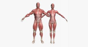 This was shot with a main light octodome and a small softbox for fill. Male And Female Muscle Anatomy Combo 3d Cgtrader