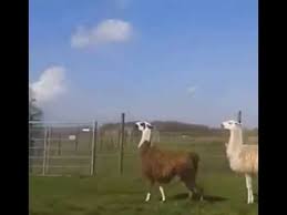 Y'all gon' make me go all out. Ya Ll Gon Make Me Lose My Mind Youtube