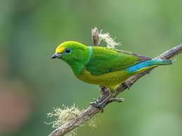 Image result for Ochna cyanophylla