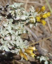Image result for Helichrysum cephaloideum