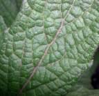 Image result for Vernonia hirsuta