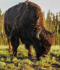 Oh Give Me A Home Where The Buffalo Roam Pin By Mike Richardson On Bison Animals Wild Bison Photo Animals Beautiful