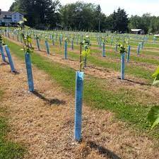 How to grow & maintain grapes in the home landscape. Blue X Vine Shelters Individual Shelters Replacement Parts Viney