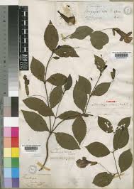 Image result for Thunbergia crispa