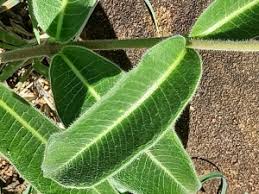 Image result for Raphionacme palustris