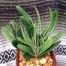Its leaves are speckled with dark and light green and have a slight bronze sheen. Image Result For Gasteria Little Warty Ox Tongue Plant Cactus Cactus Cuidados Succulent Landscape Design Succulent Landscaping Planting Succulents