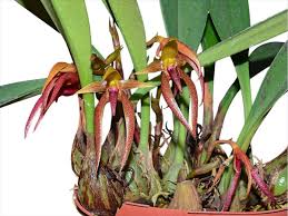 Image result for Bulbophyllum sp. nov