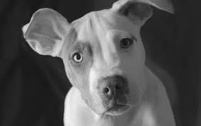 We care for the animals and residents of pima county, az. Smiling Dog Rescue