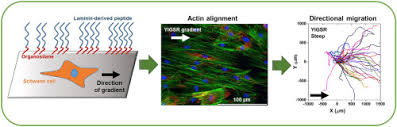 Curcumin derivatives promote schwann cell differentiation and improve neuropathy in r98c cmt1b mice. Enhancing Schwann Cell Migration Using Concentration Gradients Of Laminin Derived Peptides Sciencedirect