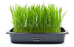 The older the grass gets, the more bitter it tastes. Hamama Blog How To Make Wheatgrass Powder Hamama