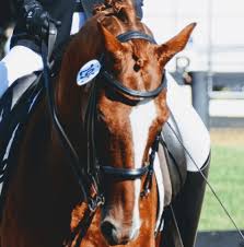 Maybe you would like to learn more about one of these? Consider A Thoroughbred As Your Next Dressage Horse Yourdressage Org