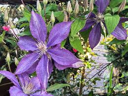 We did not find results for: Blooming Flowers Are Not Rare In Our Garden Purple Clematis Wanted To Say Hi To All Of You Picture Of Tajemniczy Ogrod Cukiernia Sopot Tripadvisor