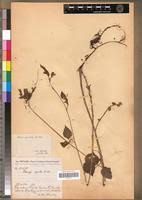 Image result for Laportea ovalifolia