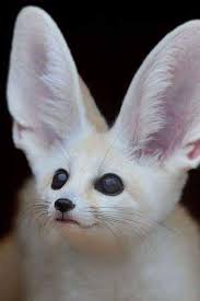 Fennec Fox Cute Animal Quotes Animals Animals Beautiful