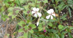 Image result for Pelargonium alchemilloides