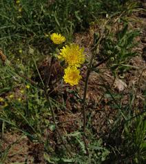 Image result for Anisopappus kirkii