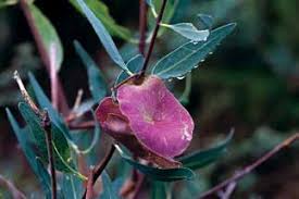 Image result for Abutilon englerianum