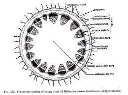 Transverse Section Of Yong Stem Of Helianthus Annuus Stem Nature Plants Science Biology