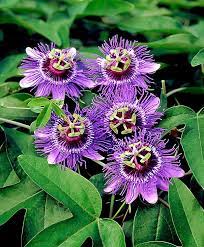 Passion Flower Care Tips For Growing Passion Flowers Care Flower Flowers Growing Passion Tips Strange Flowers Passion Flower Plant Unusual Flowers