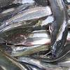 Ujarpenternak di terengganu, gunakan air mata air.baru berkenaan dimulakan.anak ikan keli di bawah usia 45 hari memerlukan penjagaan rapi.katanya, setiap ekor anak ikan berukuran dua inci dijual pada. 1