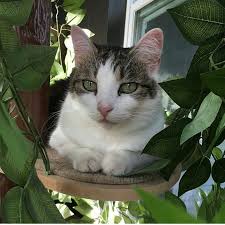 Beyza Adli Kullanicinin Cats Panosundaki Pin Kedi
