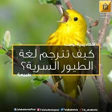 كيف تترجم لغة الطيور السرية من منا لا يأسره تغريد الطيور في الصباح الباكر لكن هل فكرت يوما بما تعنيه تلك الأصوات إن هذا الغناء ليس مجرد صوت للاسترخاء أ Parrot