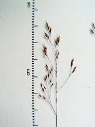 Image result for Agrostis taylorii
