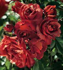 We did not find results for: 31 Hot Cocoa Roses Ideas Hot Cocoa Rose Flowers