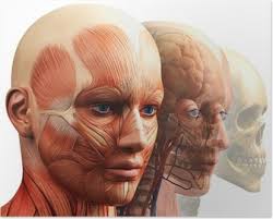 Poster Anatomia, muscoli