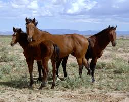 Coloriage pat patrouille dessin imprimer gratuit pour inspiration coloriage gratuit a imprimer pat patrouille. Mustang Cheval Wikipedia