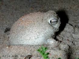 Venezuelan Poodle Moth