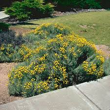 Download and use 3,000+ lavender cotton stock photos for free. Plant Detail