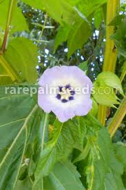 Image result for Nicandra