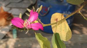Image result for Bauhinia variegata